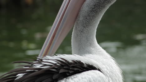 Nahaufnahme-Eines-Australischen-Pelikans,-Der-Am-Ufer-Rastet-Und-Seine-Federn-Pflegt