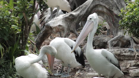 Eine-Herde-Australischer-Pelikane,-Die-Zusammen-Schlafen-Und-Sich-Pflegen