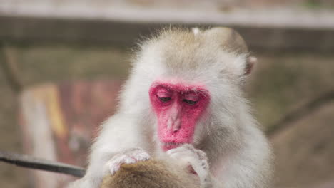 Japanese-macaque-grooming-another-one.-Handheld,-shallow-focus