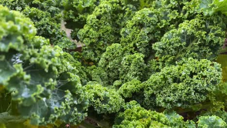 Fresh-kale-in-the-vegetable-garden-|-close-up---pan