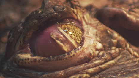 Macro-close-up-of-baby-alligator-closing-its-eyes