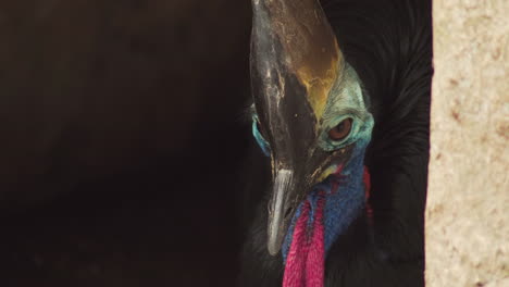 Close-up-of-Southern-Cassowary-head