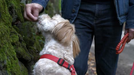 A-curious-and-funny-small-sheepdog-sniffs-and-tastes-leaves-from-owners-hand-in-a-forrest,-medium-shot