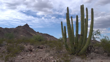Organ-pipe-cactus-in-Sonoran-desert,-southern-Arizona