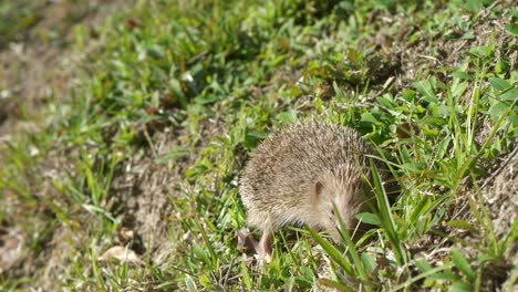 Careful-hedgehog-walking-on-grassy-wilderness-hillside-countryside