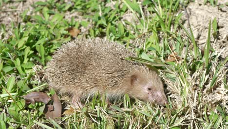 Wild-hedgehog-sniffing-around-green-grass-and-taking-labored-step