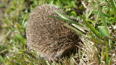 Hedgehog-hiding-head-in-grass-and-bristling-spines,-Closeup