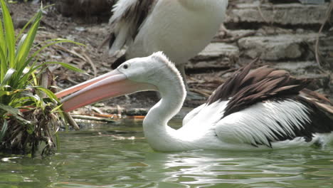 Ein-Australischer-Pelikan,-Der-Am-Flussufer-Schwimmt-Und-Nach-Nahrung-Sucht