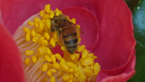 Biene-Bestäubt-Blume-Ganz-Nah
