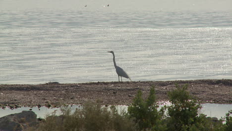 Vögel-An-Den-Ufern-Des-Saltonmeeres