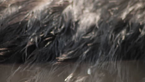 Close-up-shot-of-an-ostrich-black-feather