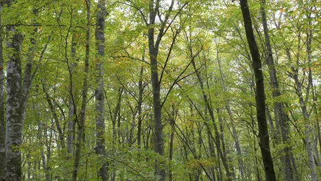 Bosque-Denso-Bosque-árboles-Lento-Inclinación-Hacia-Abajo-Paisaje-Forestal