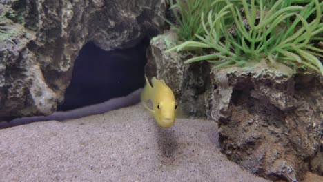Electric-yellow-cichlid-pet-fish-swishing-fins-in-water-tank-with-rocks-and-plants