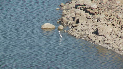 Pájaro-Solitario-En-El-Mar-De-Salton
