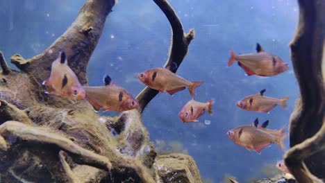 Dozen-of-serpae-tetra-fish-swimming-in-aquarium-among-tree-branches,-panning-shot