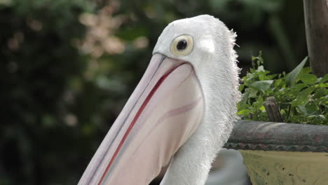 Close-up-of-Australian-pelican-head-with-beak-skin-flapping-in-the-wind
