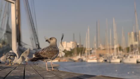 Seagull-stands-on-wooden-boardwalk-with-background-birds-and-sailboats-in-harbor
