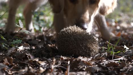 Dog-sniffs-wild-hedgehog-curled-into-ball-and-walks-away,-Closeup