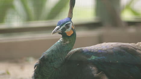 Green-Peafowl-in-a-wildlife-park-habitat-looking-toward-camera