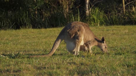 A-Female-Eastern-Grey-Kangaroo-Grazing-On-The-Green-Grass-With-Joey-In-Its-Pouch---Nature-Reserve-In-Queensland,-Australia---full-shot