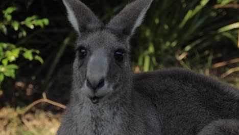 An-Alert-Eastern-Grey-Kangaroo-Looking-Around-While-Munching---Nature-Park-In-QLD,-Australia---close-up