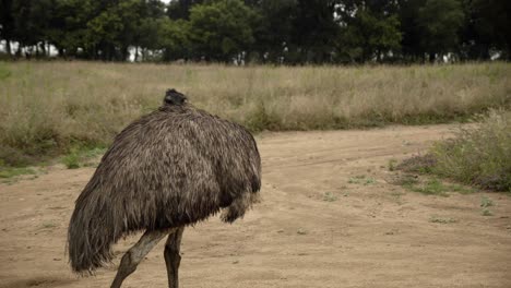 Australischer-Emu-Vogel-Wildes-Tier-In-Der-Ländlichen-Outback-Szene,-Die-Federn-In-Der-Nähe-Reinigt