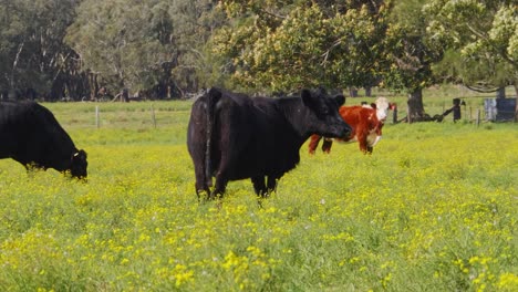 Herd-Of-Domestic-Cows-Grazing-On-The-Pasture---Farmland-In-Crescent-Head-Village---NSW,-Australia