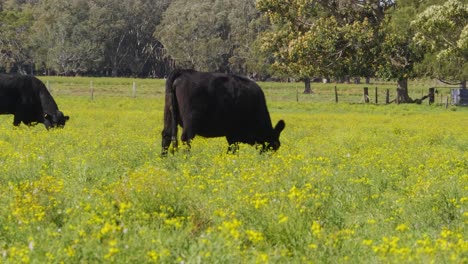 Schwarze-Kühe,-Die-Auf-Dem-Grünen-Gras-Auf-Der-Weide-Fressen---Crescent-Head-Farm,-New-South-Wales,-Australien---Volle-Aufnahme