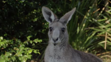 An-Eastern-Grey-Kangaroo-Looks-At-The-Camera-While-Chewing-Its-Food---Macropus-Giganteus-In-Queensland,-Australia---close-up