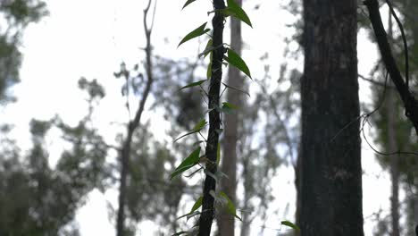 Grüne-Ranken,-Die-Um-Den-Geschwärzten-Baumstamm-Kriechen---Nachwachsende-Bäume-Nach-Dem-Buschfeuer---Queensland,-Australien