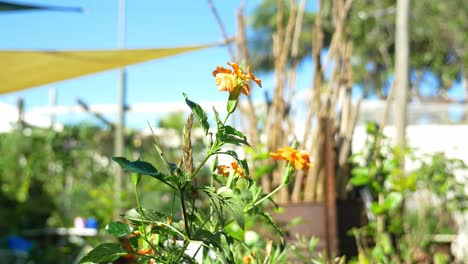 Beautiful-Crossandra-Flowers-At-The-Nursery---The-Firecracker-Flower-On-A-Sunny-Day---Plant-Nursery-In-Australia