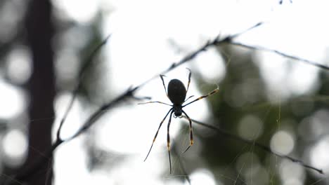 Golden-Silk-orb-weaver---Spider-On-Its-Web-Against-The-Sky---Nephila-Pilipes-In-the-Forest---Queensland,-Australia