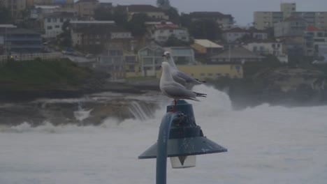Pair-Of-Seagulls-Sitting-On-A-Lamp-Post-During-A-Storm---Ocean-Waves-Splashing-On-Rocks-By-The-Bronte-Beach---Sydney,-NSW,-Australia