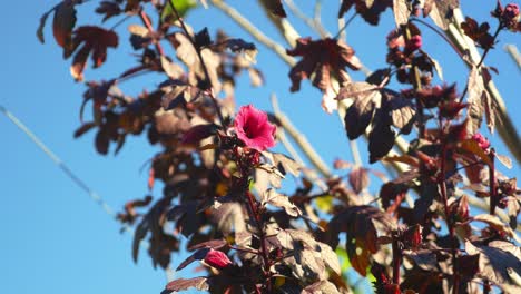 Roselle-Flores-Con-Cielo-Azul---Hibiscus-Sabdariffa-En-El-Jardín---Australia
