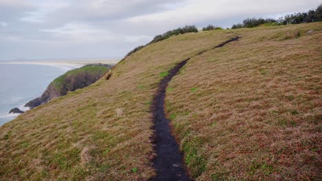 Low-Angle-View-Of-Narrow-Pathway-On-The-Grassy-Mountain---Crescent-Head,-NSW,-Australia---static-shot