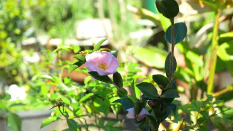 Beautiful-Pink-Sasanqua-Camellia-In-The-Garden---Bright-Sunlight-Over-The-Pink-Camellia-With-Lush-Green-Leaves--close-up-shot