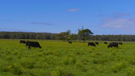 Vacas-Negras-Alimentándose-De-Los-Pastos-Verdes---Campo-Cerca-Del-Pueblo-De-Crescent-Head---Sydney,-Nsw,-Australia