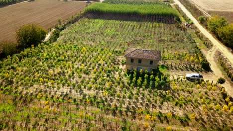 Drone-aerial-shooting-of-fertile-fields-with-fruit-tree-saplings-and-ornamental-plants