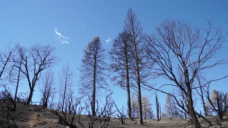 Die-Nachwirkungen-Des-Feuers-Im-Tal,-2015,-Lake-County,-Kalifornien