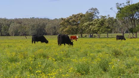 Vacas-Alimentándose-Y-Pastando-En-El-Prado-Con-Flores-Silvestres-Amarillas---Crescent-Head-Village---Nsw,-Australia