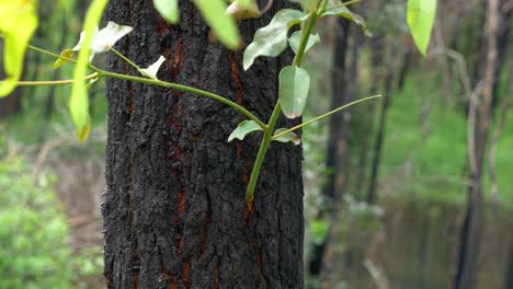Waldbaum-Nachwachsen---Nachwachsen-Nach-Buschfeuer---Australien---Extreme-Nahaufnahme