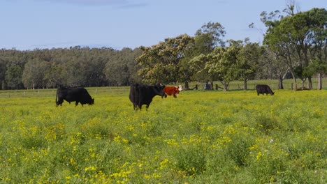 Cows-Feeding-In-The-Green-Field---Crescent-Head,-NSW,-Australia