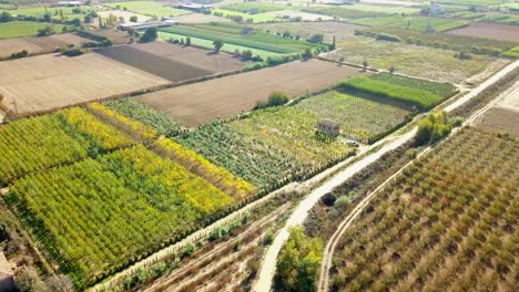 Drone-aerial-shooting-of-the-fields-where-fruit-tree-saplings-and-ornamental-plants-are-planted