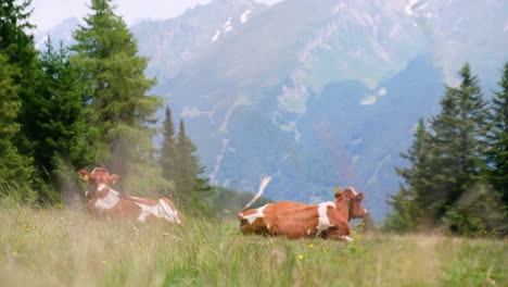 Cows-laying-in-the-grass-on-the-alp-mountains,-great-landscape