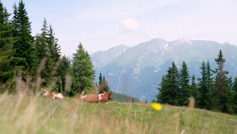 Kühe-Liegen-Im-Gras-Auf-Den-Alpenbergen,-Tolle-Landschaft