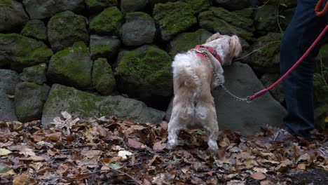 Hund-Bekommt-Im-Wald-In-Der-Nähe-Von-Felsen-Während-Des-Hundespaziergangs-Ein-Leckerli