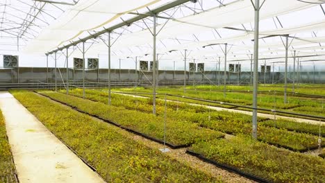 drone-shooting-of-seedlings-inside-the-big-greenhouse
