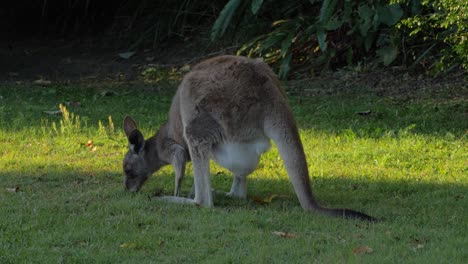 Eastern-Grey-Kangaroo-With-Joey-On-Pouch-Feeding-Grass-On-The-Outback-Of-Australia---Kangaroo-Sanctuary---full-shot