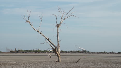Dead-tree-with-bird-nest-and-geothermal-plant-in-the-background