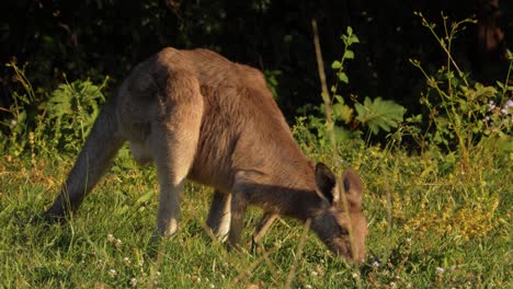 Lone-Eastern-Grey-Kangaroo-Feeding-On-A-Sunny-Morning---QLD,-Australia---close-up